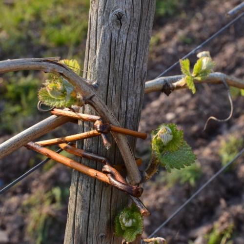 Hotel Weingut Erbes-Henn Ürzig Exteriér fotografie